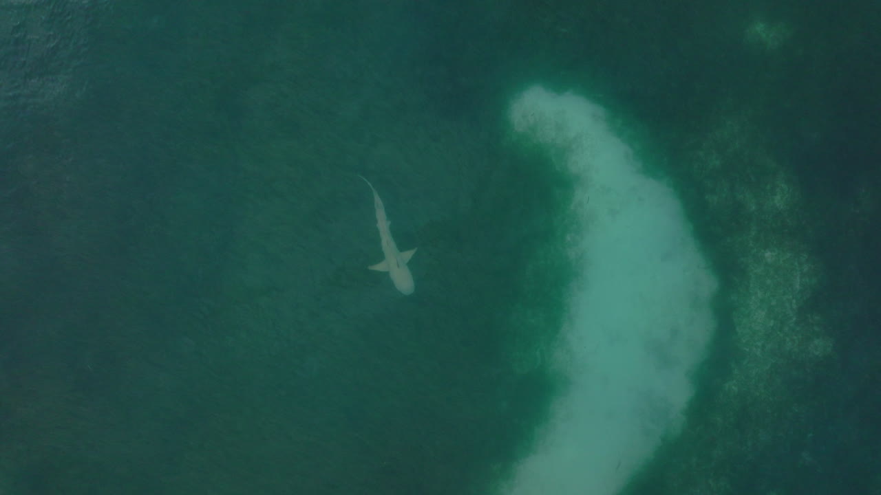 Shark glides near coral reef edge in tropical waters, seen from aerial in soft light