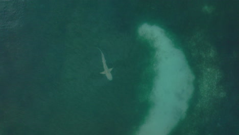 shark glides near coral reef edge in tropical waters, seen from aerial in soft light