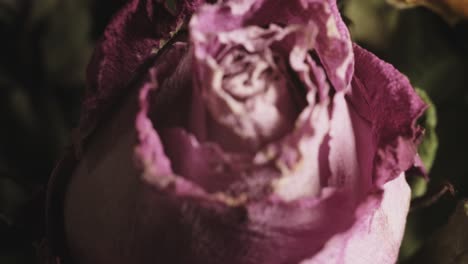 macro closeup of colourful roses in a bouquet arrangement.