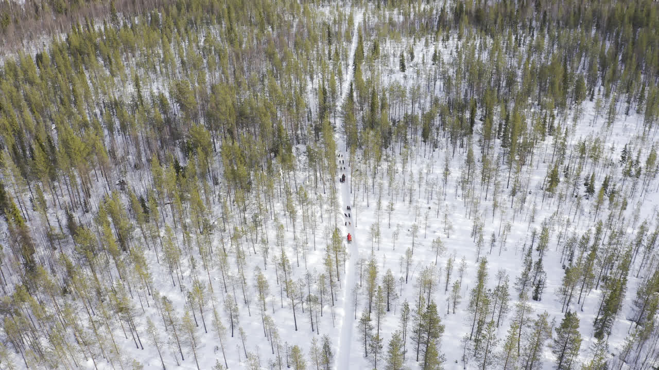 Veduta aerea di slitte canine in corsa su uno stretto sentiero al centro di una foresta verde con terreno innevato.
