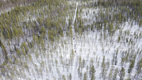 Toma-Aérea-De-Trineos-Tirados-Por-Perros-Huyendo-Por-Un-Camino-Estrecho-En-Medio-De-Un-Bosque-Verde-Con-Suelo-Nevado