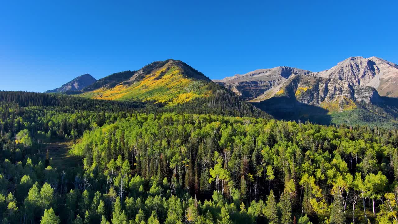 Pioppi tremuli che ingialliscono all'inizio dell'autunno sui pendii delle alte montagne dello Utah - vista aerea
