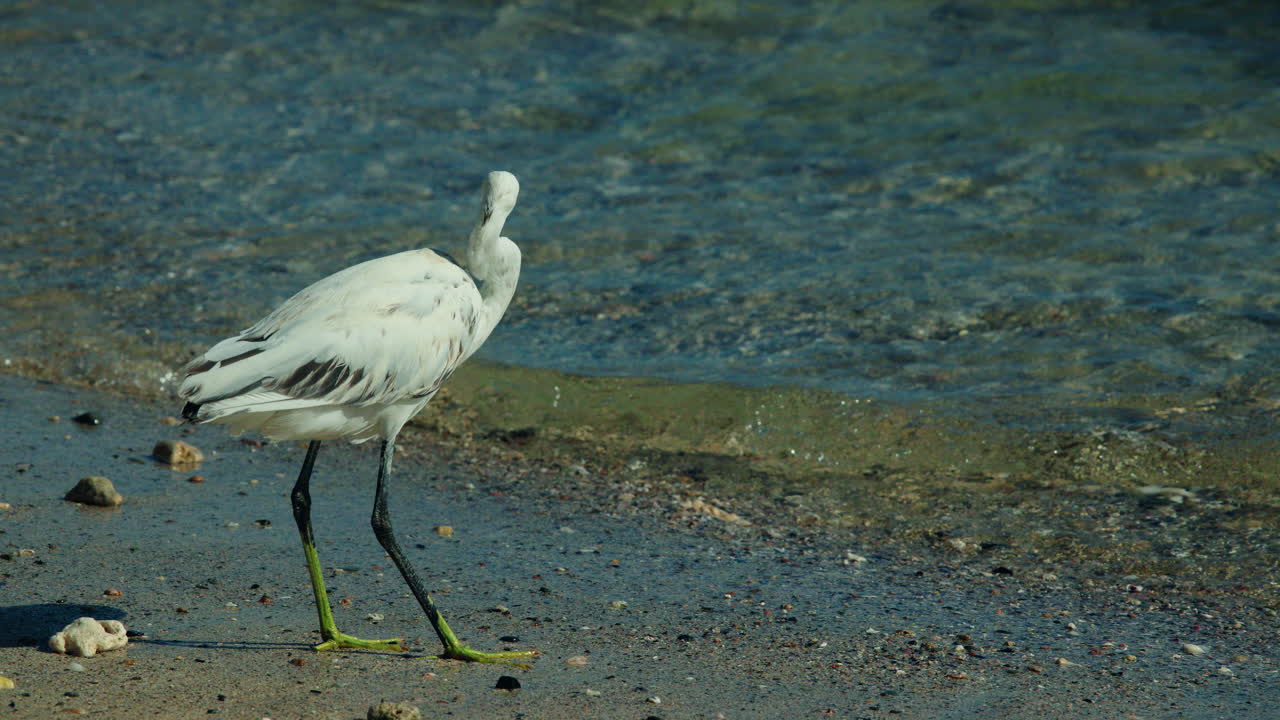 White egret on the beach