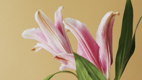 video of pink lily flowers and leaves with copy space on yellow background