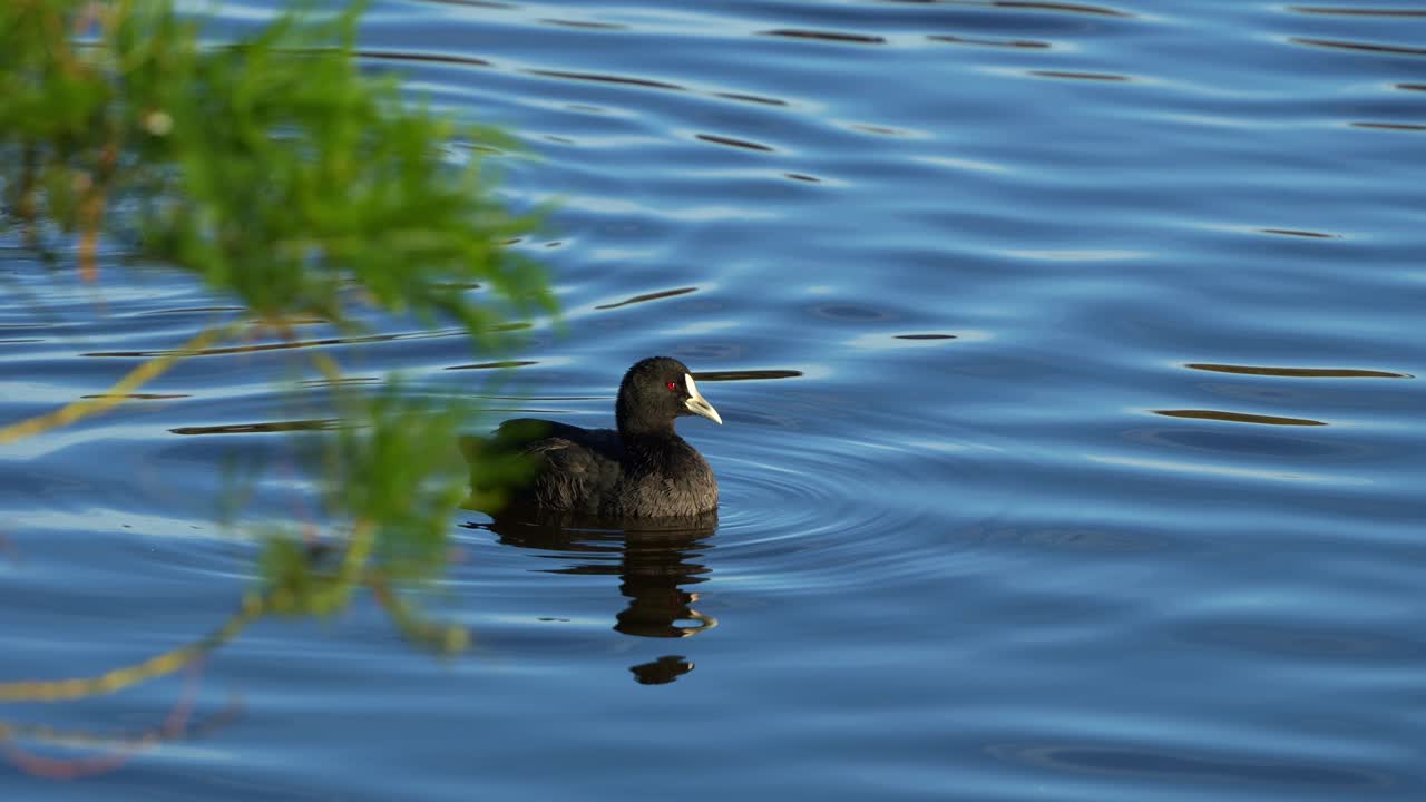fotografía de cerca de un coot común, flotando y nadando en el lago de agua dulce ondulante, meticulosamente limpiando y arreglando sus plumas, mostrando la vibrante belleza de la naturaleza