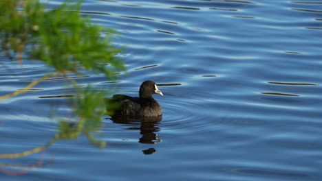 Close-up-shot-of-a-common-coot-,-floating-and-swimming-on-the-rippling-freshwater-lake,-meticulously-preening-and-grooming-its-feathers,-showcasing-the-vibrant-beauty-of-nature