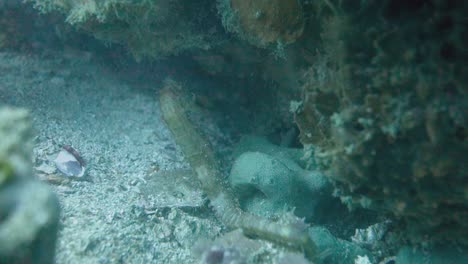 caballito de mar común adulto usa la cola para anclarse a las rocas en las corrientes de agua