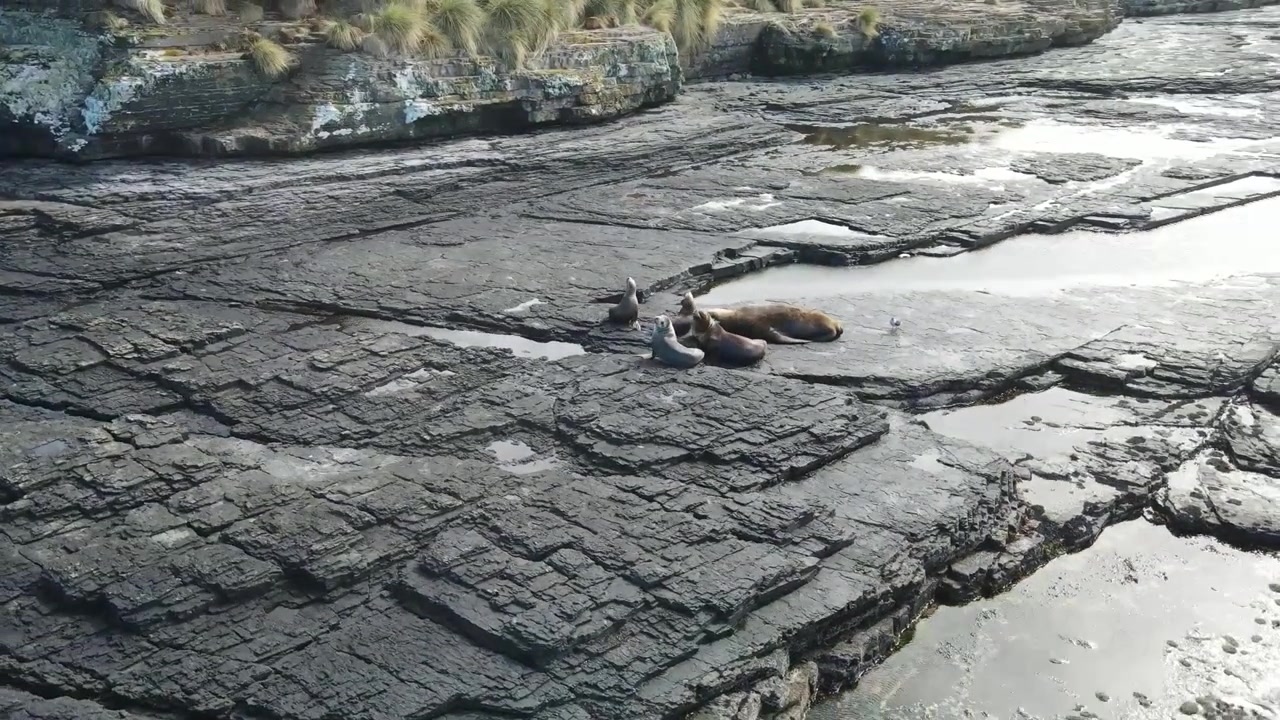 Un gruppo di leoni marini si crogiola al sole lungo la costa rocciosa delle Isole Falkland, godendosi un momento di pace