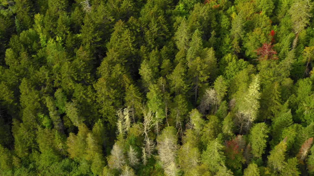 imágenes aéreas de principios de otoño de un lago remoto en el norte de maine volando en diagonal sobre el bosque de arriba hacia abajo