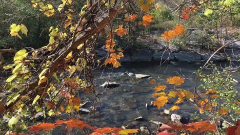 great blue heron foraging in for fish in freshwater don valley river