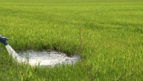 Water-running-to-the-cultivated-rice-fields,-green-rice-paddy-in-natural-growth