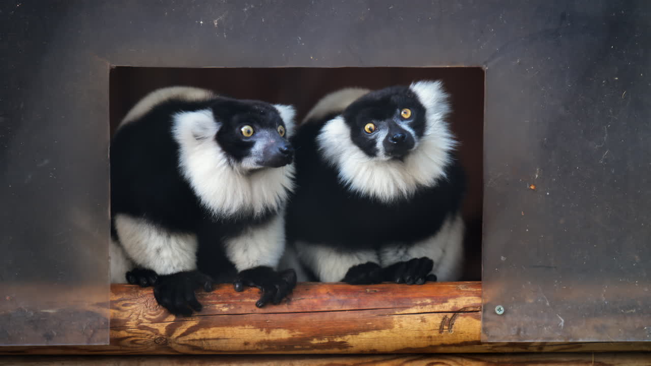 Close up of two black and white lemurs at the zoo