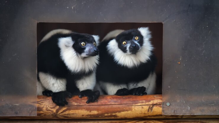 Primo piano di due lemuri bianchi e neri allo zoo