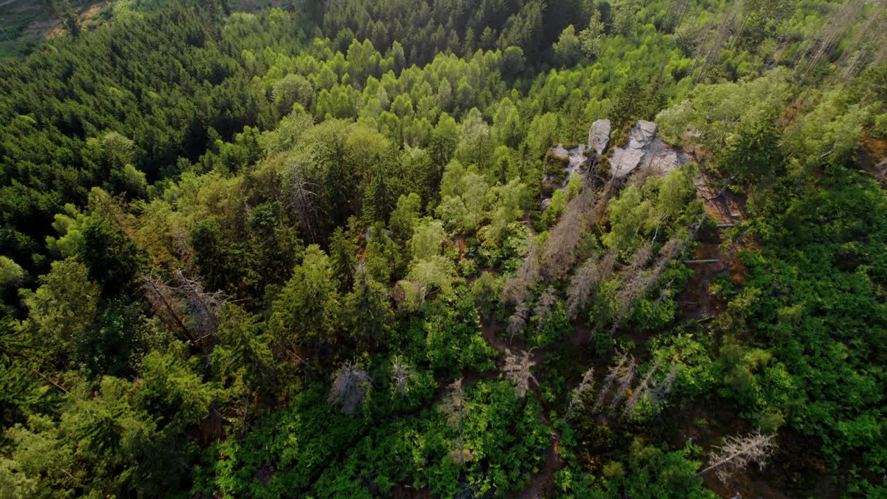 vista aérea del bosque