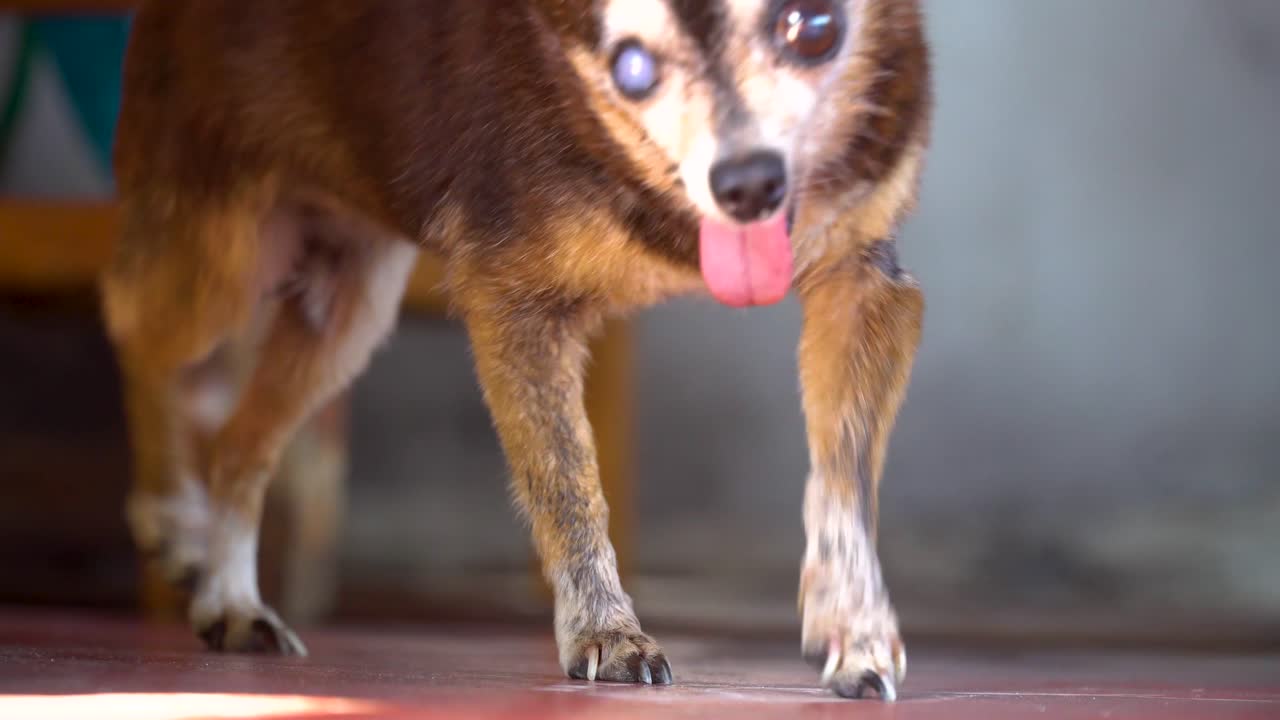 tailandia cámara lenta perro chihuahua viejo y feo