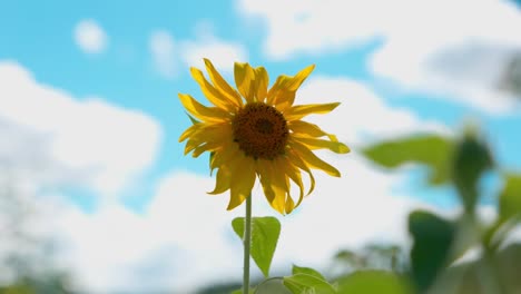 primer plano de girasol común en un día soleado
