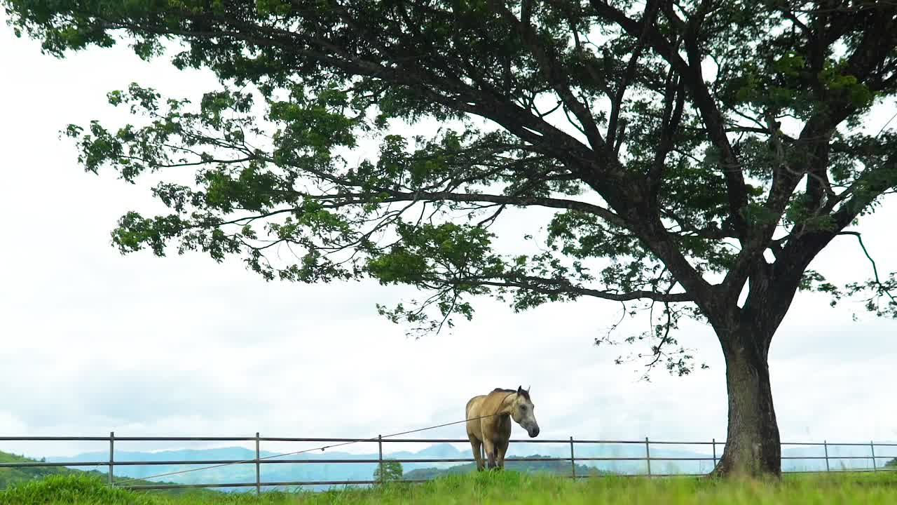 목장에서 가죽 끈에 말