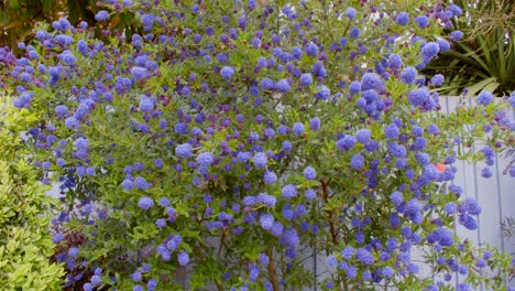 Gran-Tiro-Medio-De-Ceanothus-En-Plena-Flor