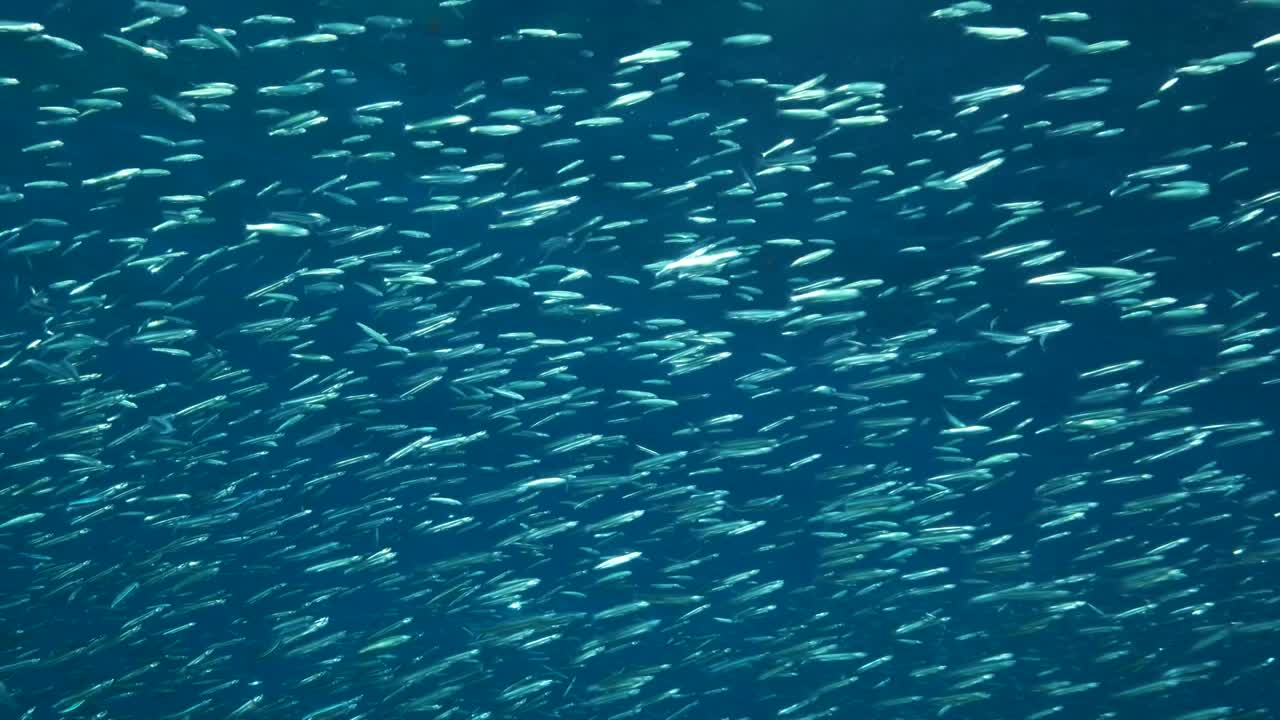 파란 스프래트, 섬세한 둥근 헤링 또는 블루백 스프라트 (spratelloides delicatus) 의 큰 무리가 태양 광선에서 파란 물에서 수영하는 작은 물고기의 거대한 학교입니다.