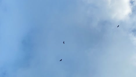 flock of eagles flying in the blue sky