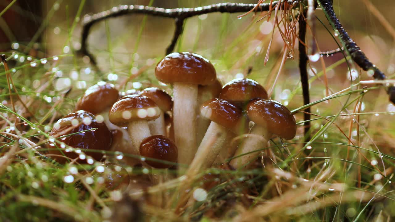 Armillaria Mushrooms of honey agaric In a Sunny forest in the rain.
