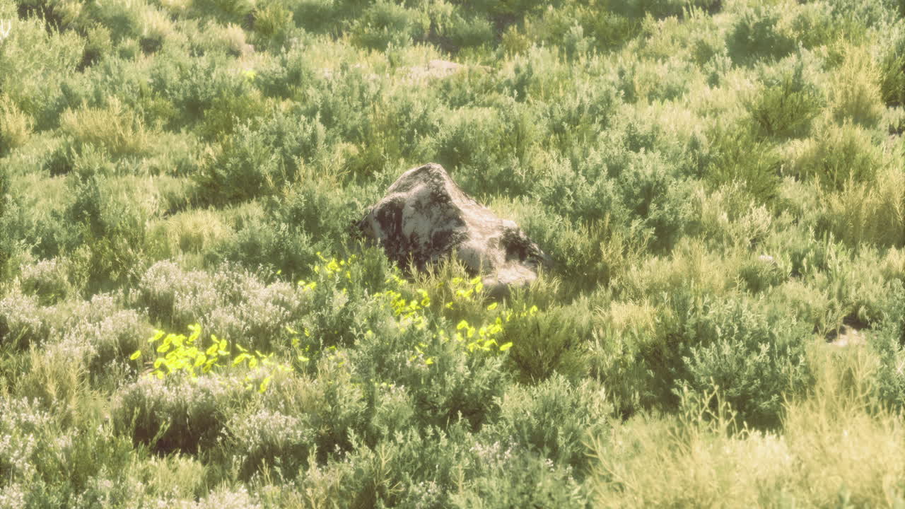 낮에는 자연 풍경에서 큰 바위를 둘러싼 활기찬 초록색