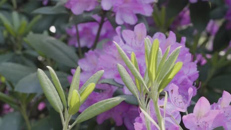 Tracking-along-the-Stalk-of-a-rhododendron