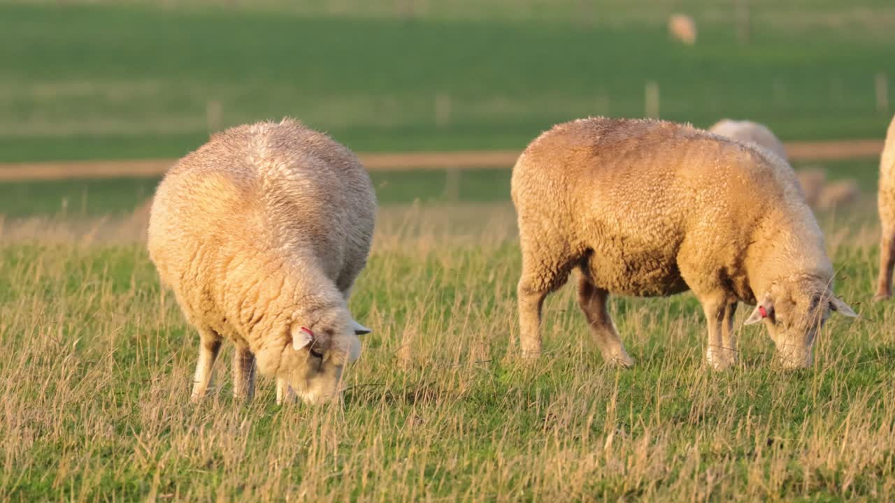 Pecora che mangia l'erba in un campo verde