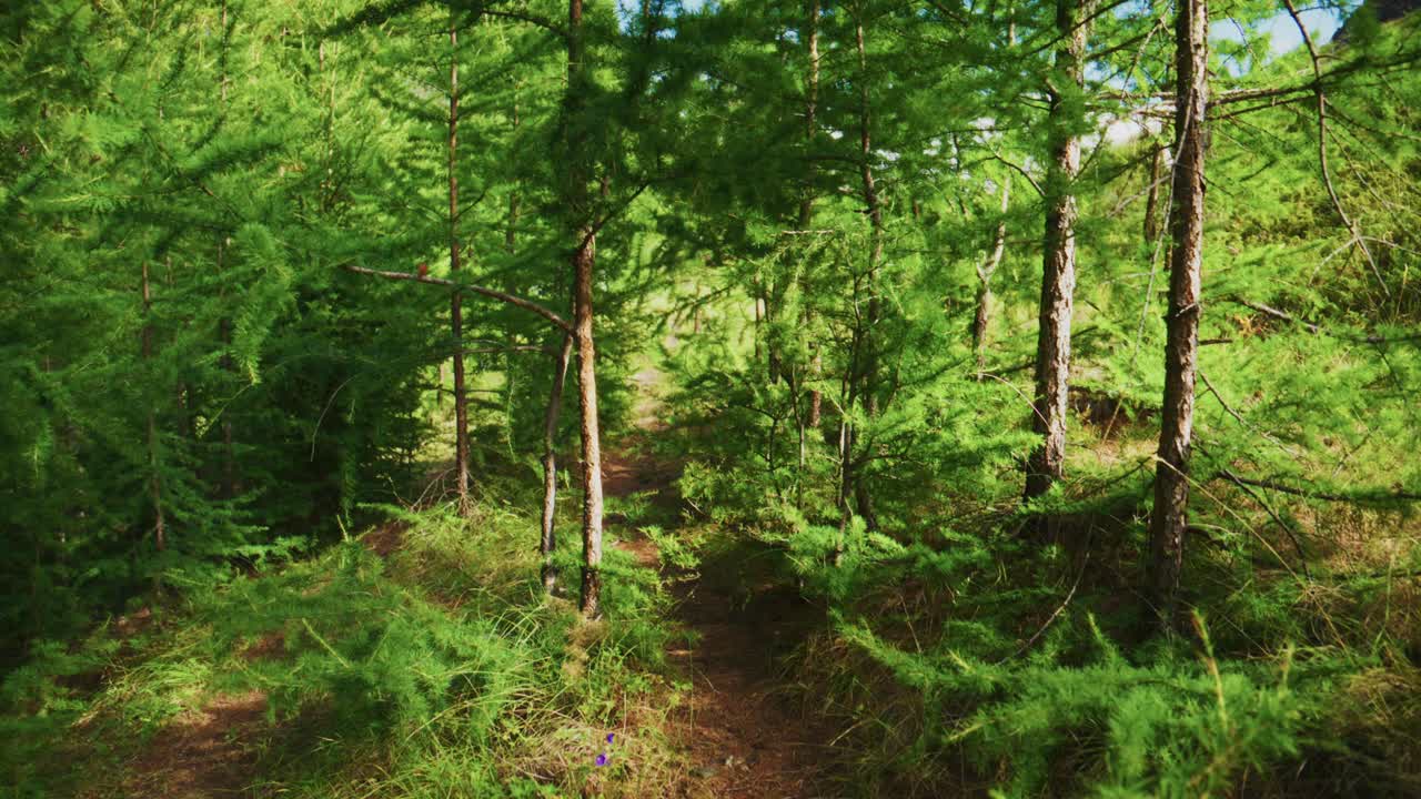 La luce del sole filtra attraverso alti alberi verdi in una foresta. Il muschio copre il terreno sotto i tronchi sottili. Scena naturale tranquilla, senza persone presenti. Perfetto per progetti ambientali sereni o video a tema ecologico.