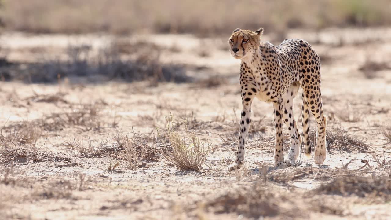 un guepardo caminando de derecha a izquierda en kgalagadi, sudáfrica