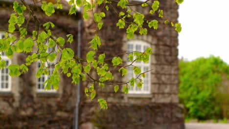 branches with green leaves swaying in the wind in front of old building