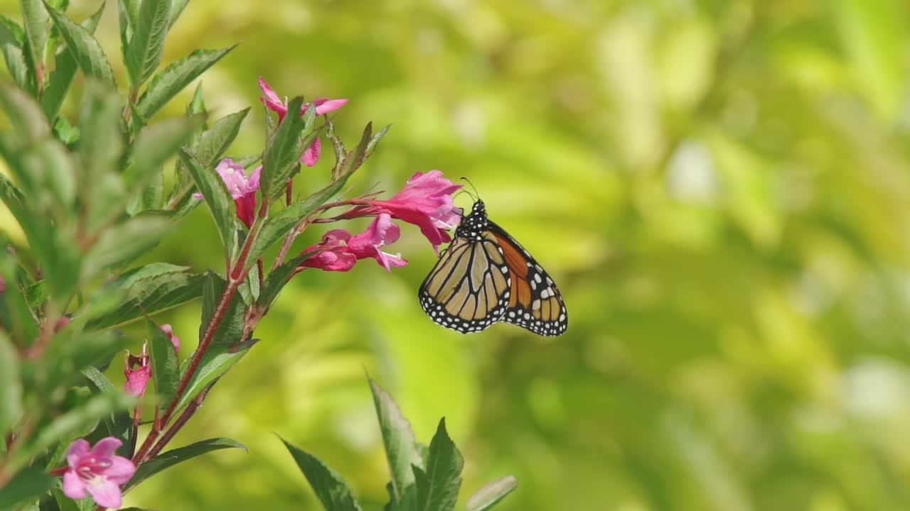 una mariposa monarca recoge el polen de una flor rosa claro