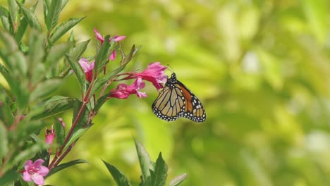 Una-Mariposa-Monarca-Recoge-Polen-De-Una-Flor-Rosa-Claro