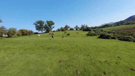 vuelo cinematográfico fpv sobre un prado verde con muchos caballos caminando y pastando