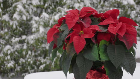 suave nieve cayendo sobre una flor de pascua navideña de color rojo brillante