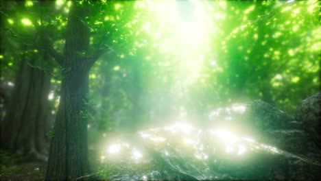 morning in the misty spring forest with sun rays