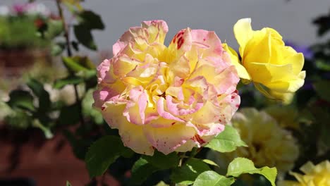 Yellow-roses-in-their-natural-habitat,-viewed-up-close-in-full-bloom,-exude-a-unique-beauty