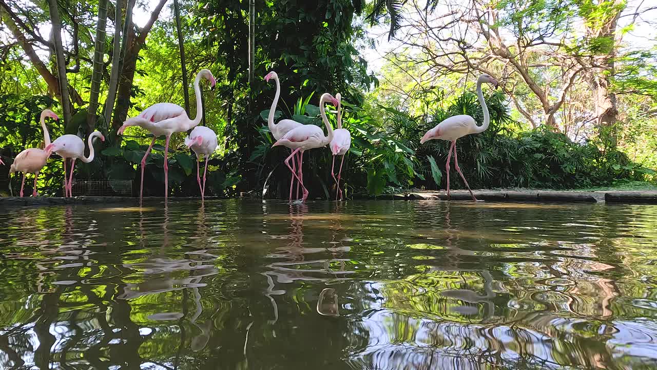 조용 한 동물원 연못 에서 헤엄치는 플라밍고