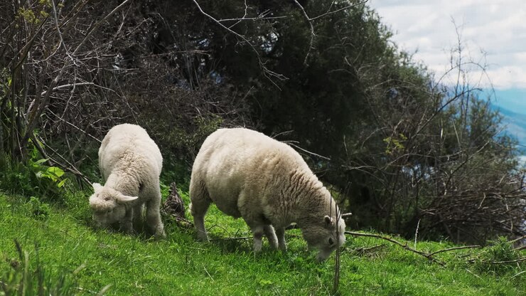 Due adorabili pecore che pascolano pacificamente su un'erba verde e rigogliosa