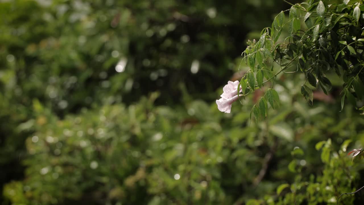 버리 헤즈 국립 공원, 골드 코스트, 오스트레일리아