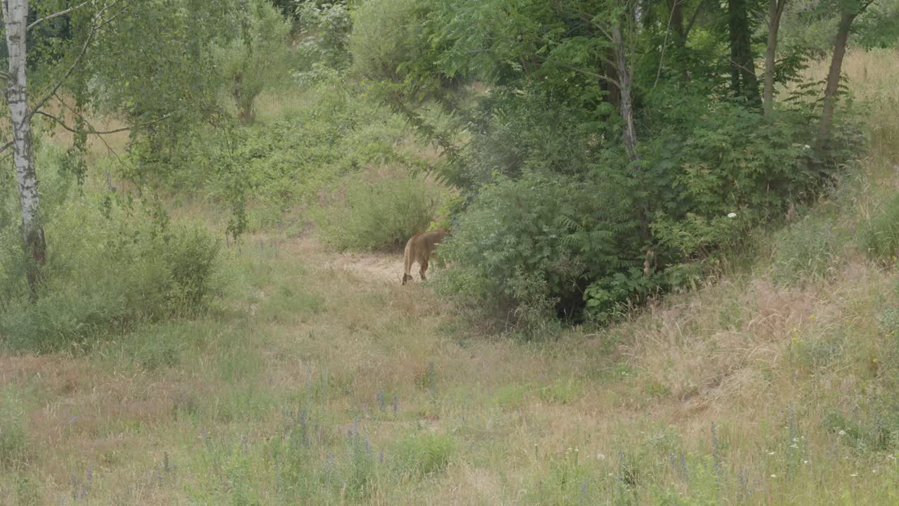 A lion in its enclosure at the Gdańsk Zoo