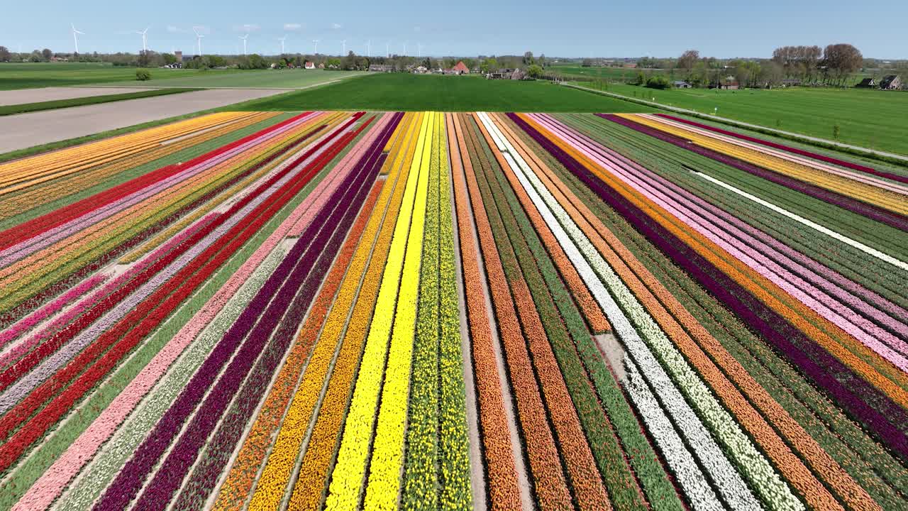 Tulip flower fields, multi color, agricultural fields, aerial drone view.