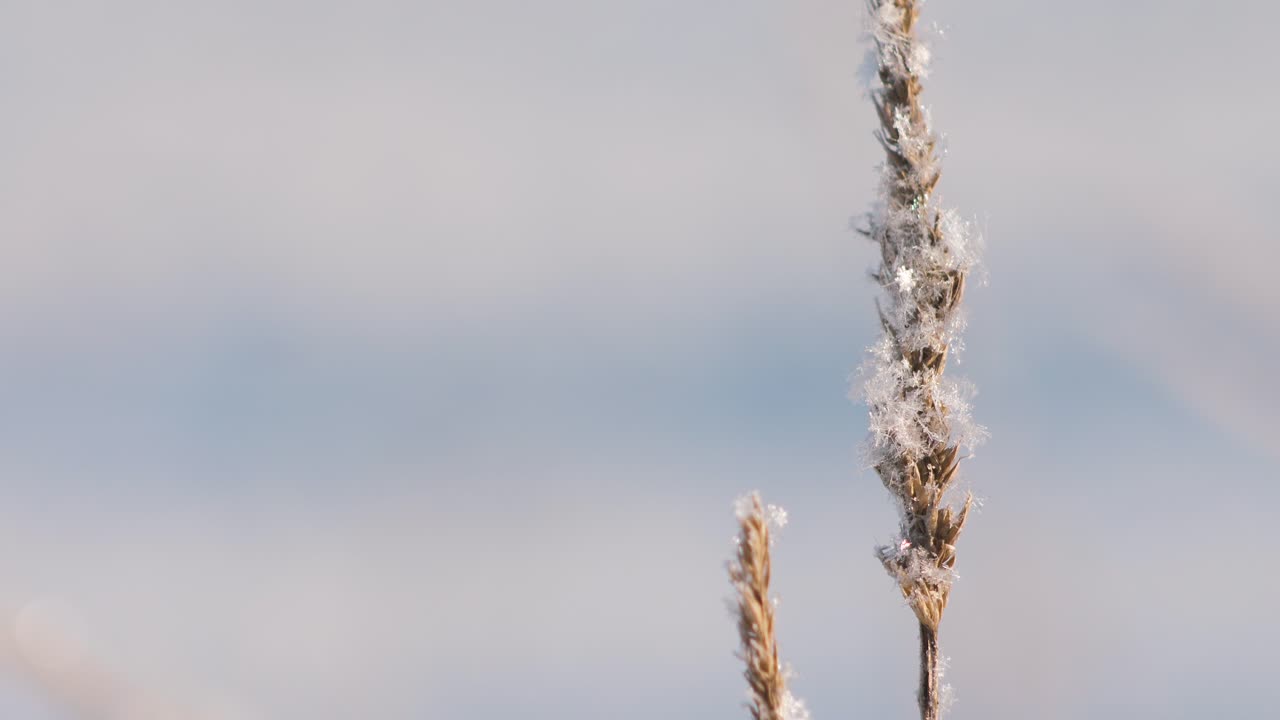 la nieve ha caído sobre la hierba seca