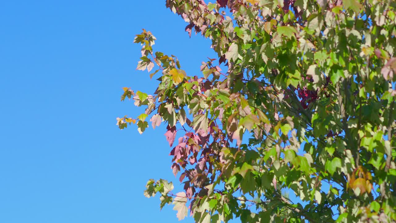 파란색 배경의 가을 잎 4k 느린 동작 60fps