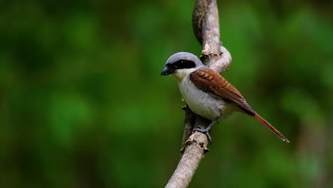 El-Alcaudón-Tigre-Obtuvo-Su-Nombre-Por-El-Patrón-De-Tigre-En-Sus-Plumas,-Ya-Que-También-Es-Un-Depredador-De-Un-Ave-Que-Se-Alimenta-De-Insectos,-Mamíferos-Muy-Pequeños-E-Incluso-Aves-De-Su-Tamaño.