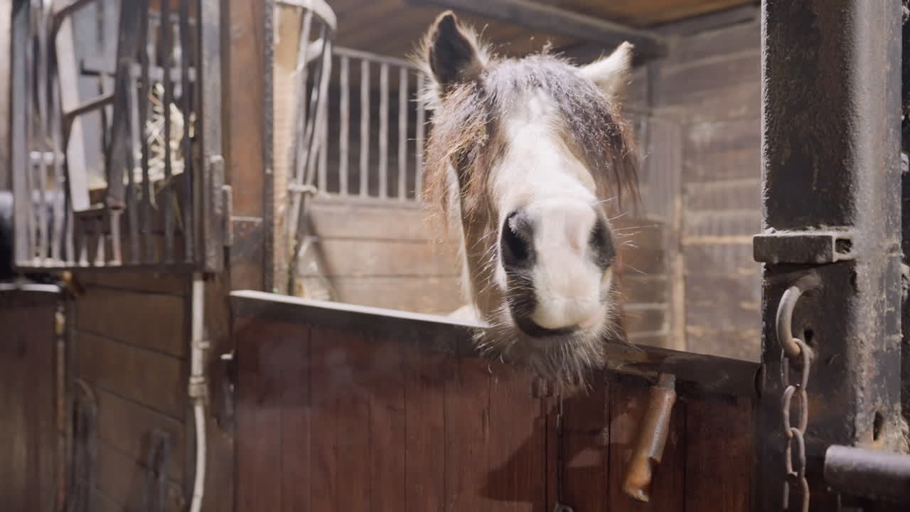 Cavallo osserva dalla stalla. Un docile cavallo baio guarda fuori. Scena tranquilla nella stalla con cavallo curioso e aria fredda. Ambiente interno silenzioso che mostra un curioso cavallo baio con respiro nebbioso nell'aria gelida.