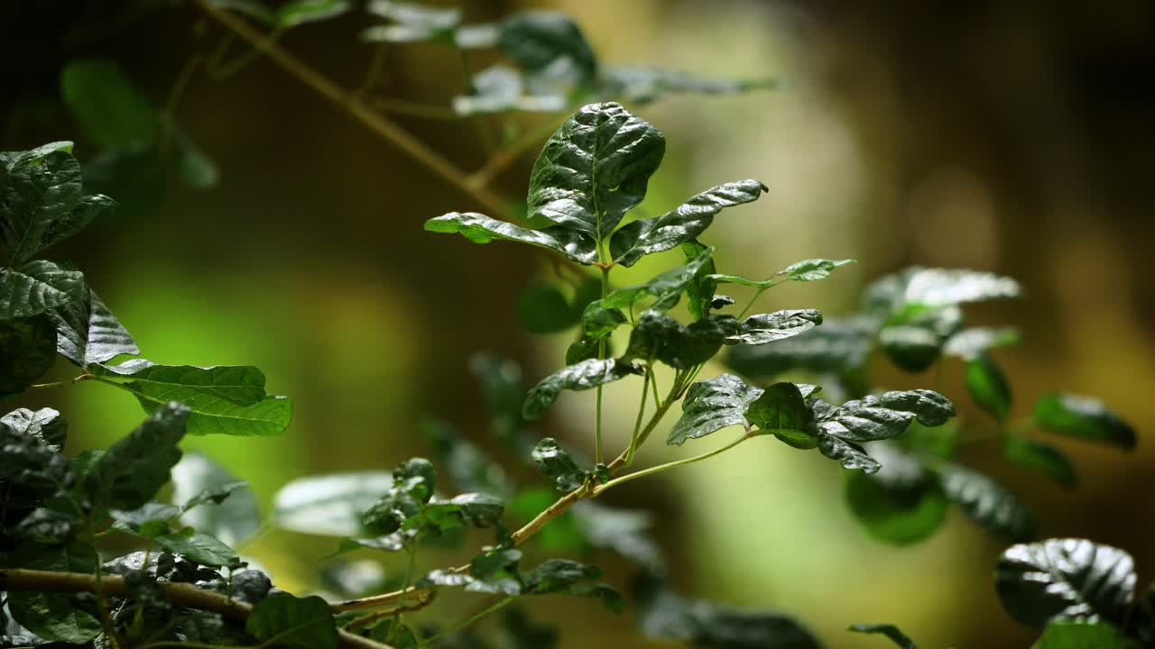 Close-up shot of a green leaf branch, with a soft water stream bokeh effect in the background. Ideal for nature, relaxation, and calming scenes in your project, creating a peaceful atmosphere.