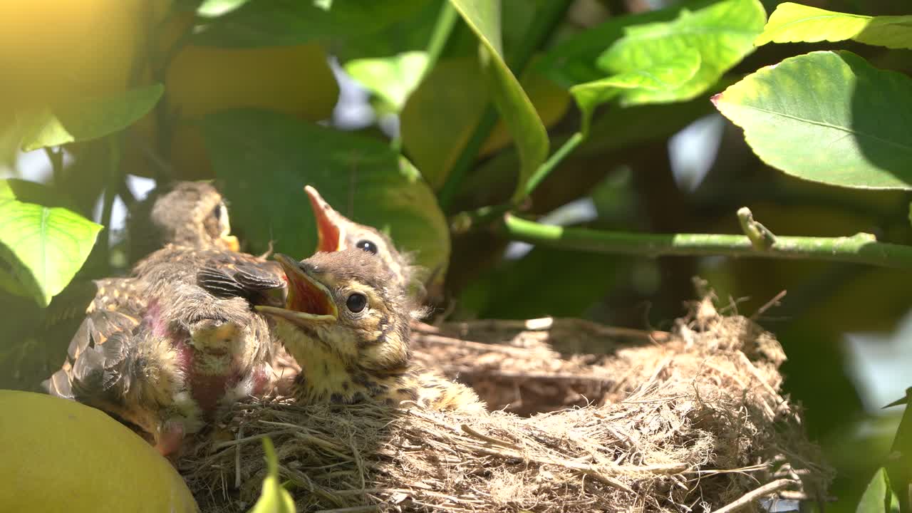 True thrush bird chicks in nest ready to fly away