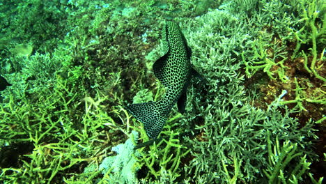 peces manchados en un jardín de coral
