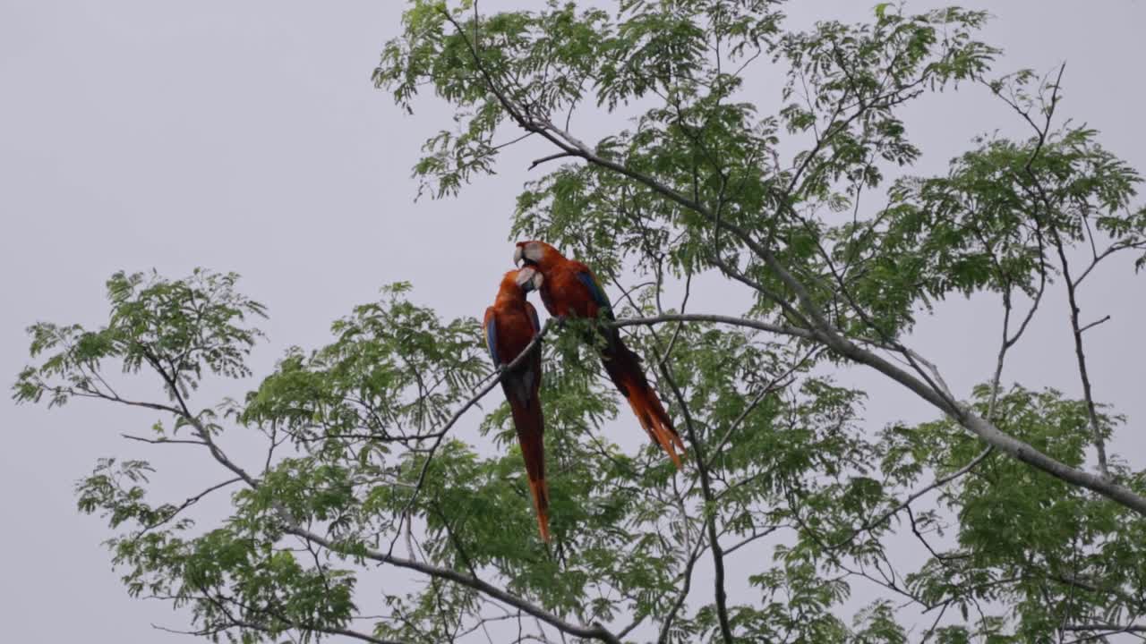 Due Ara scarlatte (Ara macao) appollaiate insieme sui rami di un albero contro un cielo luminoso a Uvita, Costa Rica